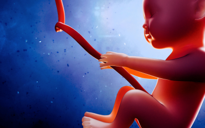 Sanningen om bilderna i boken: Ett barn blir till