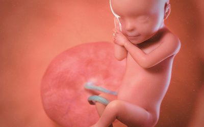 Smärtupplevelse hos ofödda negligeras vid abort